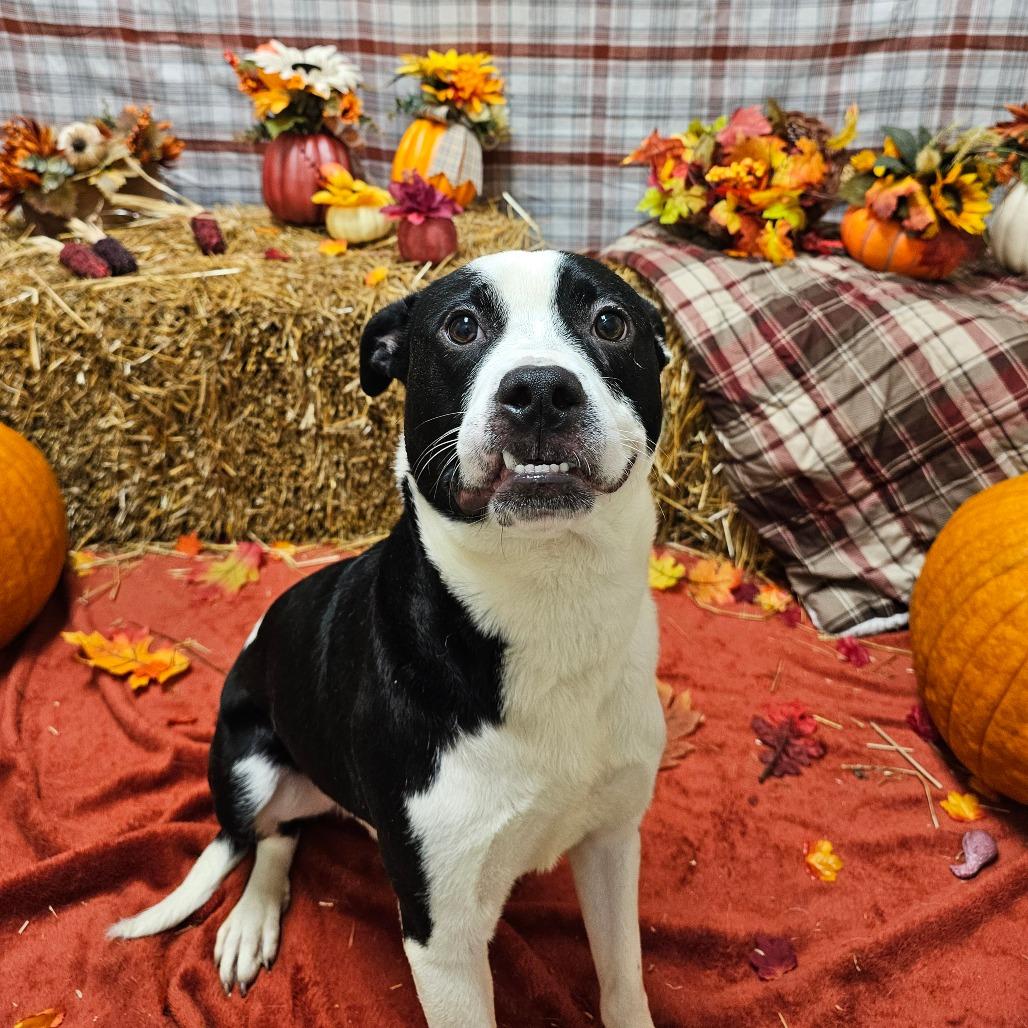 Logan, a Adoptable Pit Bull Terrier in Chatham, VA image 3/3