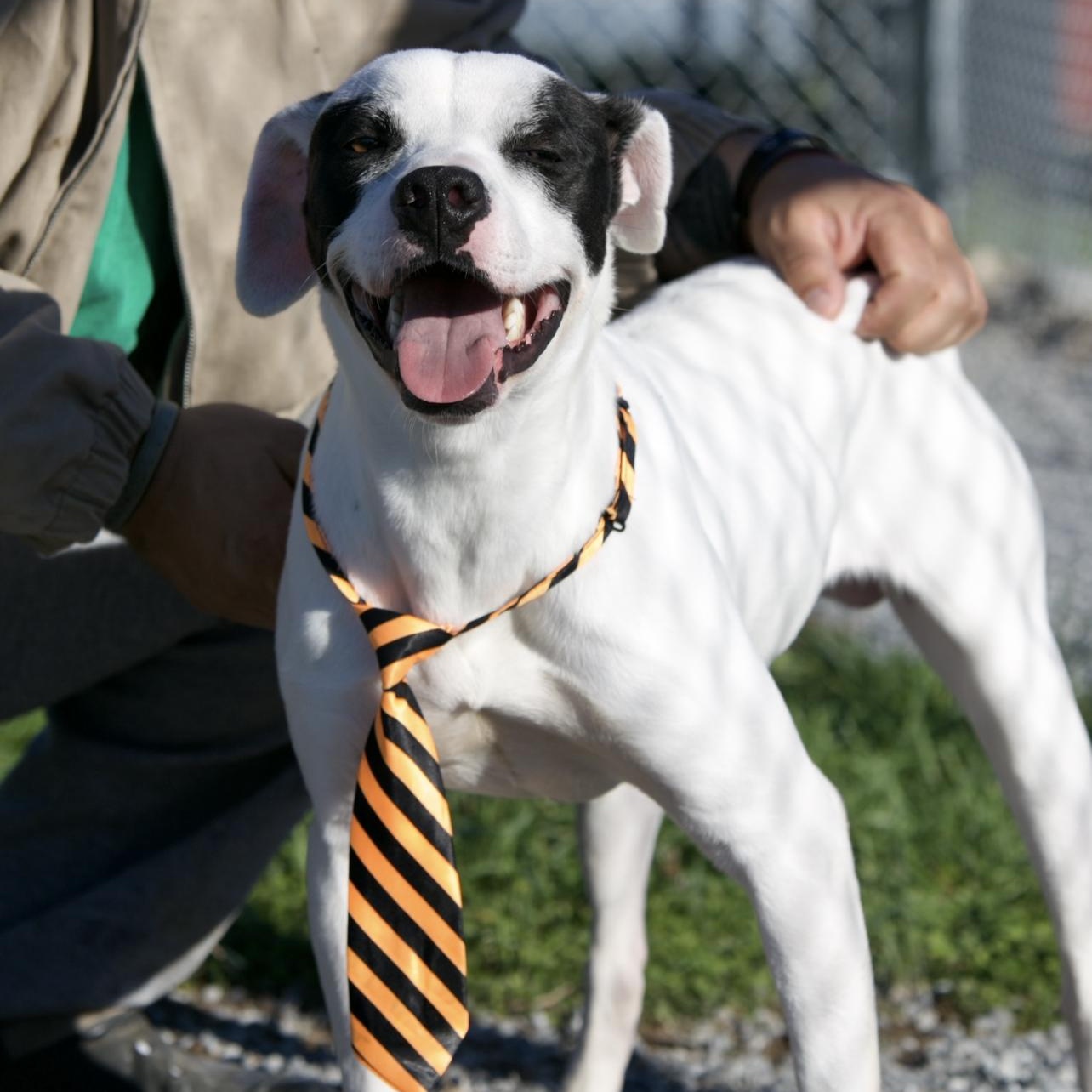 Enlarge Buddy, a Adoptable mixed breed in Mount Sterling, KY image 3/3