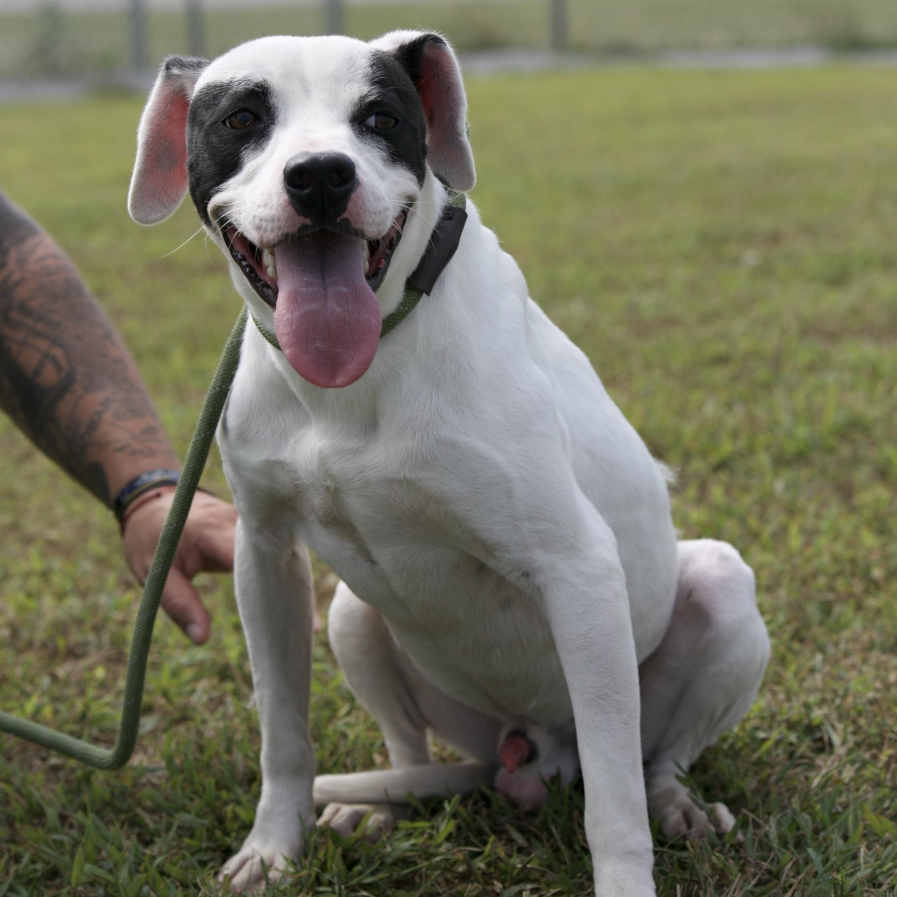 Enlarge Buddy, a Adoptable mixed breed in Mount Sterling, KY image 1/3