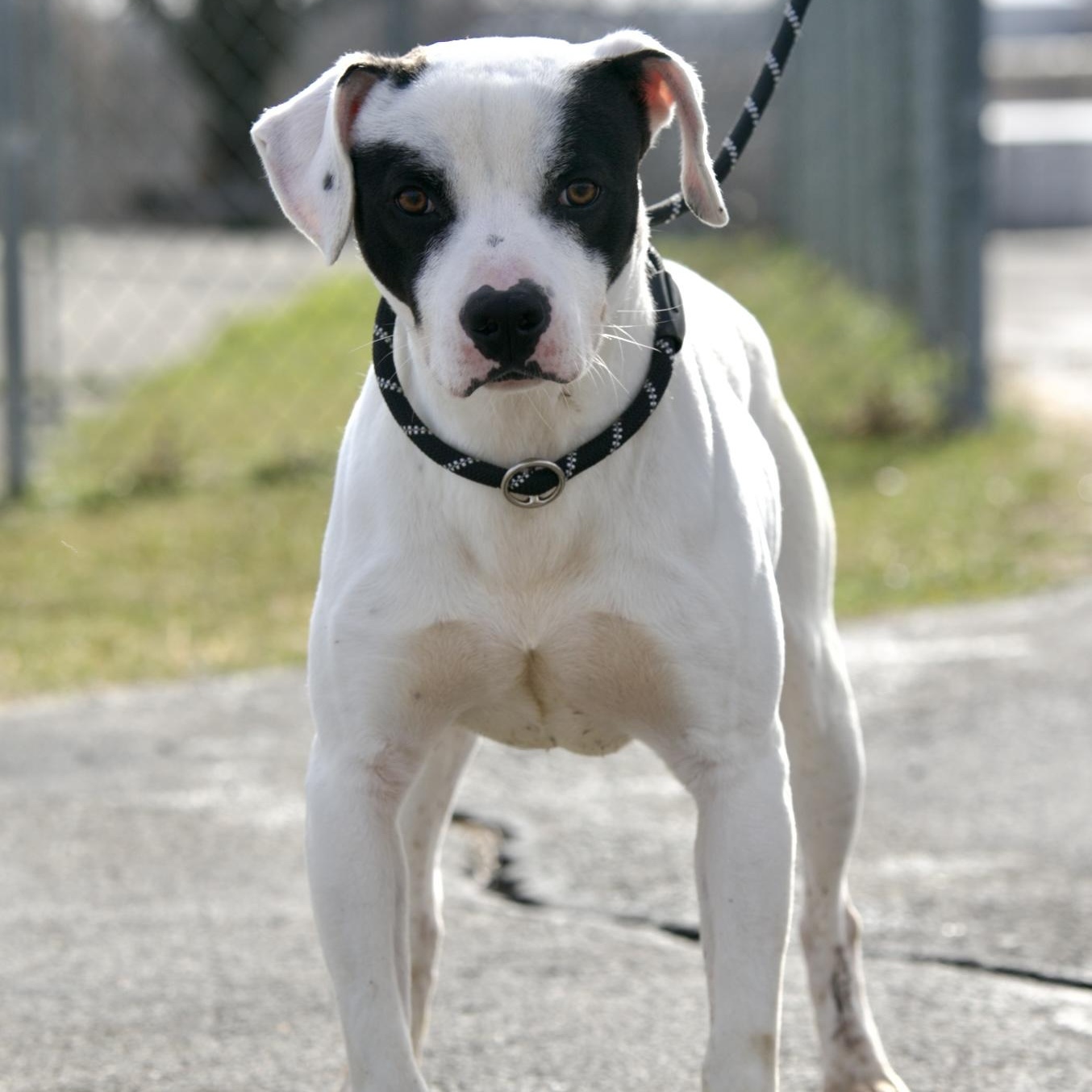 Enlarge Buddy, a Adoptable mixed breed in Mount Sterling, KY image 1/4