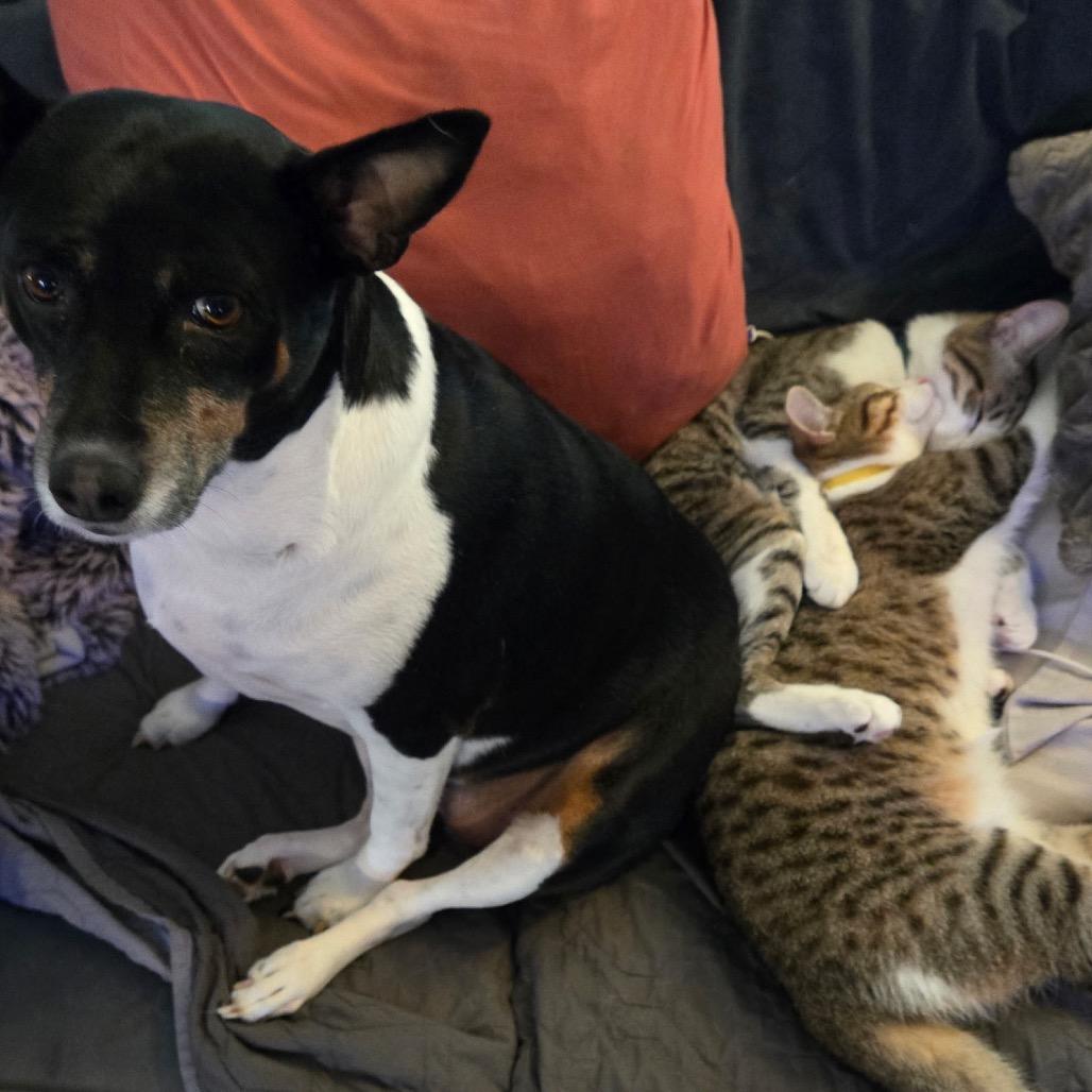 Machiavelli, the Greyhound, a Adoptable Domestic Short Hair in Suisun City, CA image 2/6