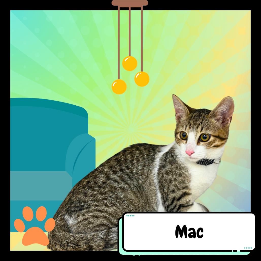 Enlarge Machiavelli, the Greyhound, a Adoptable Domestic Short Hair in Suisun City, CA image 3/6