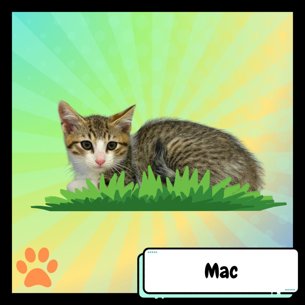 Machiavelli, the Greyhound, a Adoptable Domestic Short Hair in Suisun City, CA image 5/6