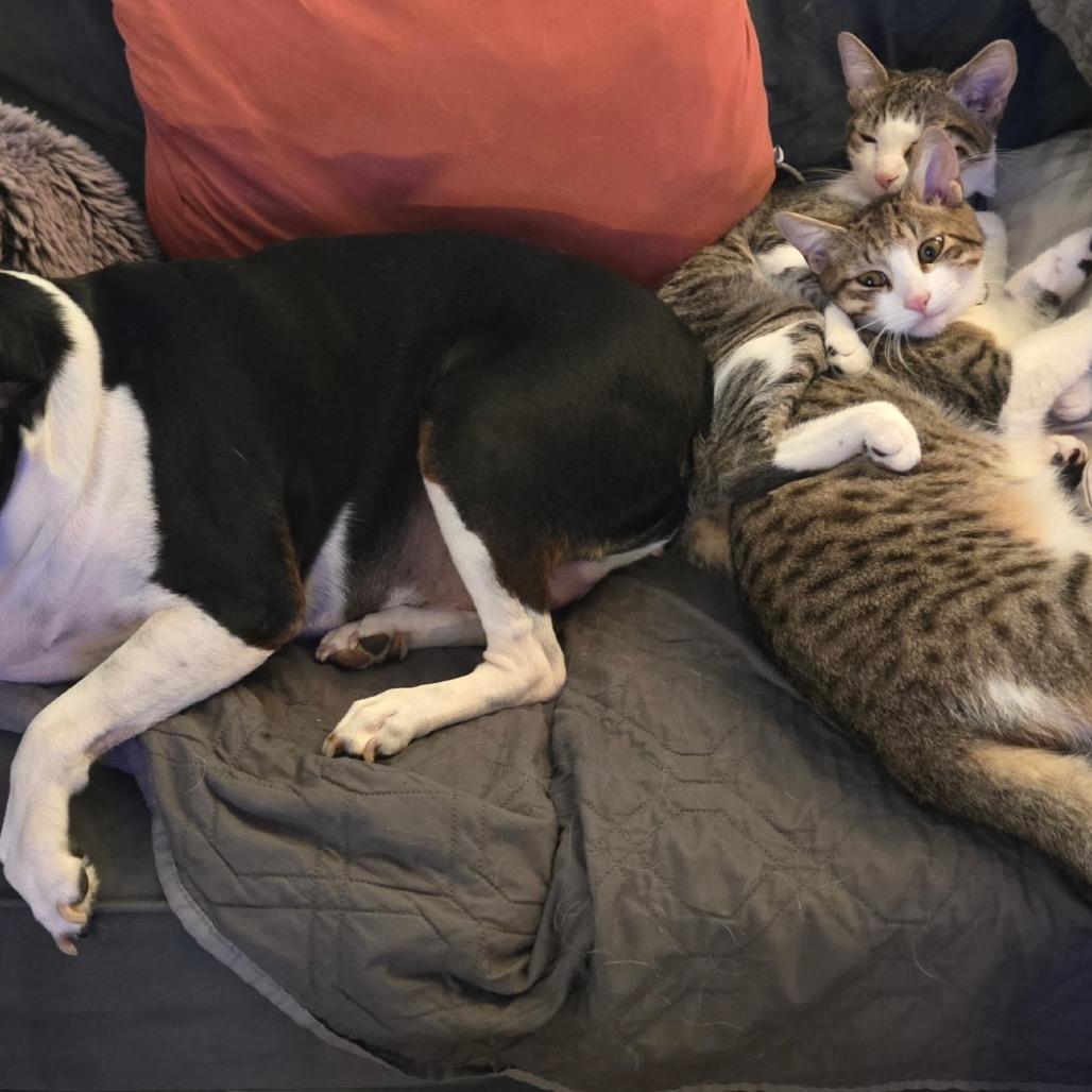 Enlarge Machiavelli, the Greyhound, a Adoptable Domestic Short Hair in Suisun City, CA image 6/6