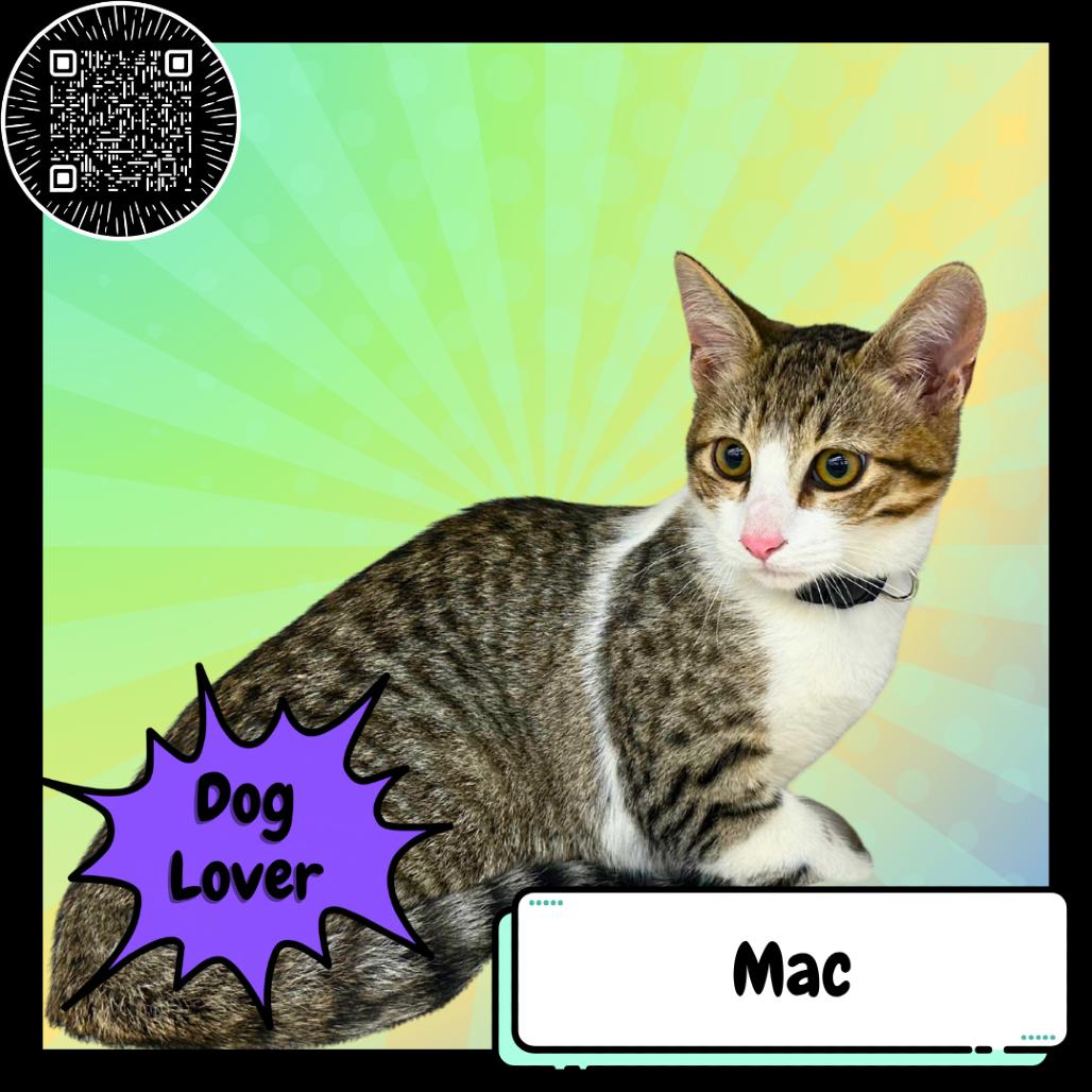 Machiavelli, the Greyhound, a Adoptable Domestic Short Hair in Suisun City, CA image 6/6