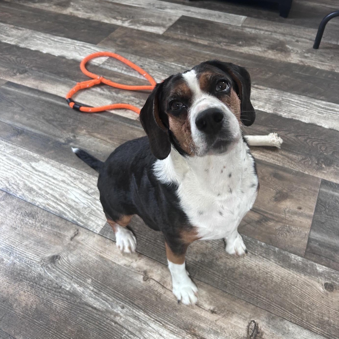 Enlarge Roxy, a Adoptable mixed breed in Oxford, MI image 4/6