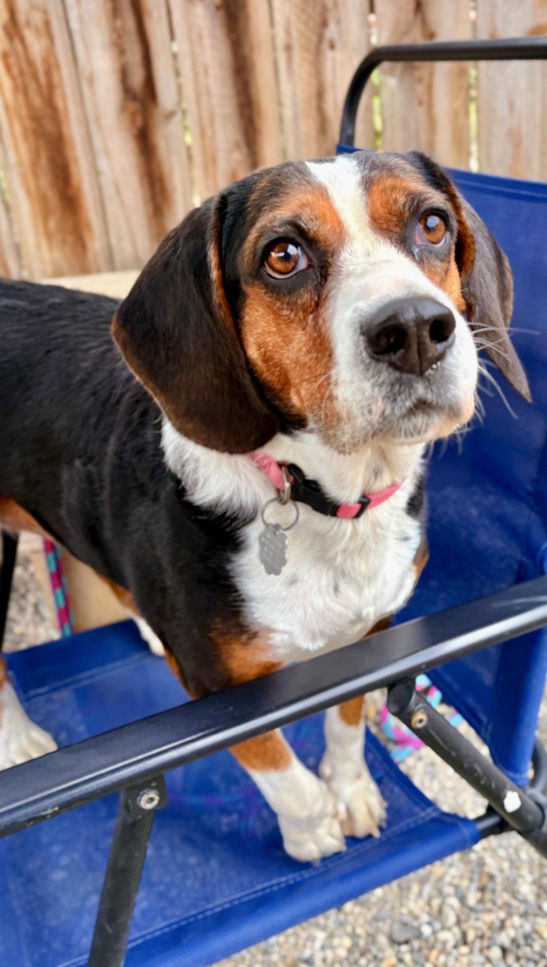 Enlarge Roxy, a Adoptable mixed breed in Oxford, MI image 2/6