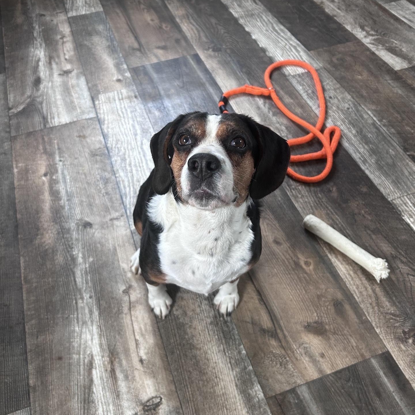 Enlarge Roxy, a Adoptable mixed breed in Oxford, MI image 5/6