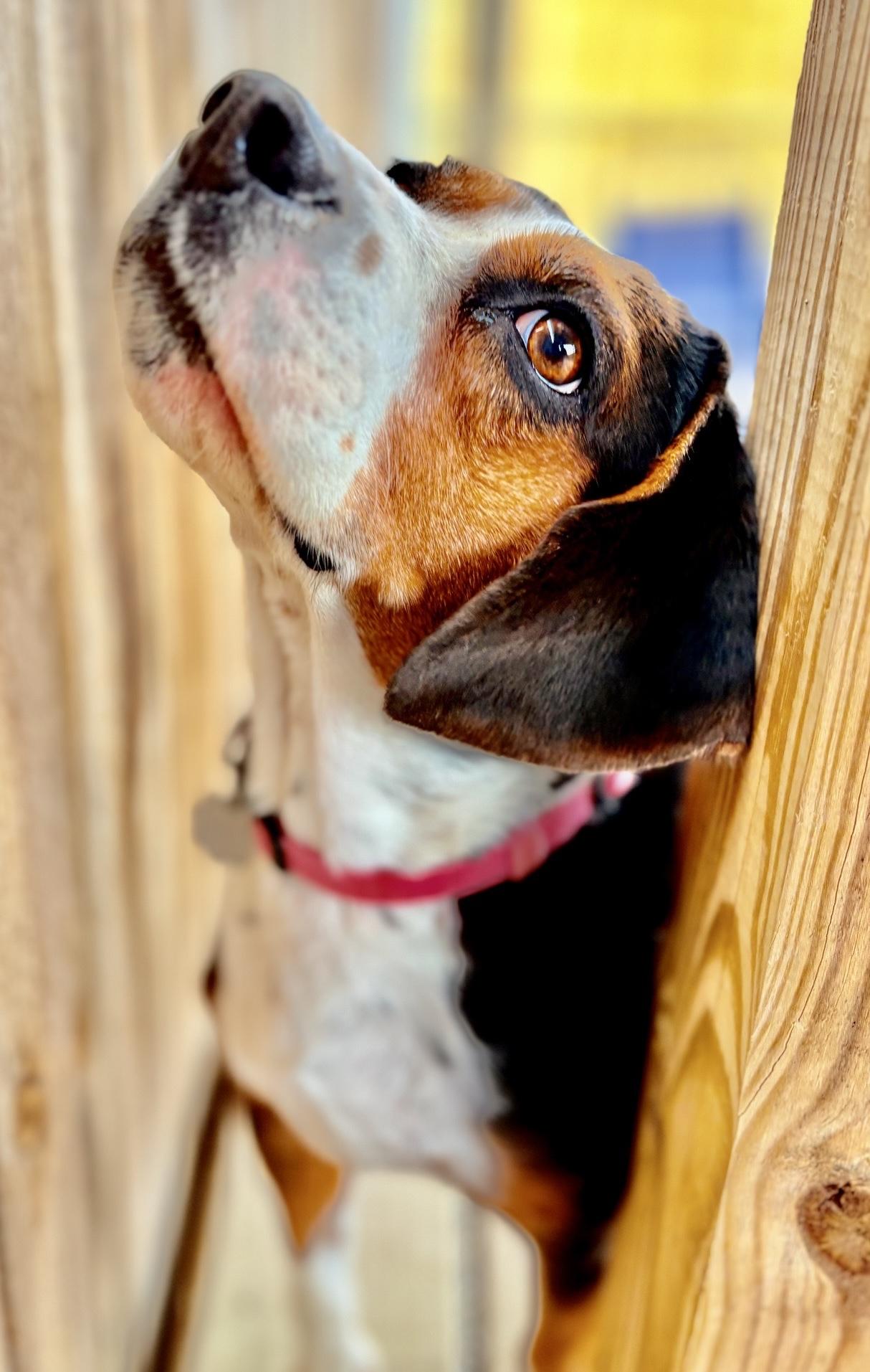 Enlarge Roxy, a Adoptable mixed breed in Oxford, MI image 3/6