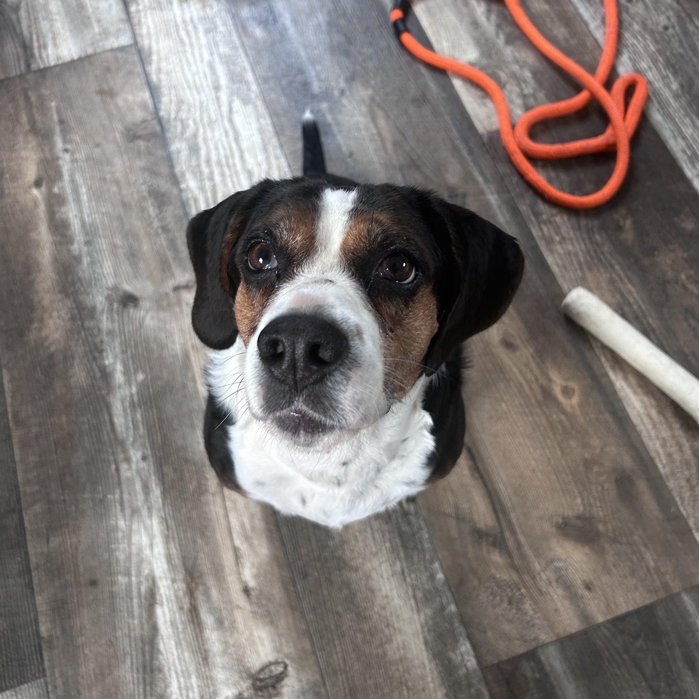 Enlarge Roxy, a Adoptable mixed breed in Oxford, MI image 6/6
