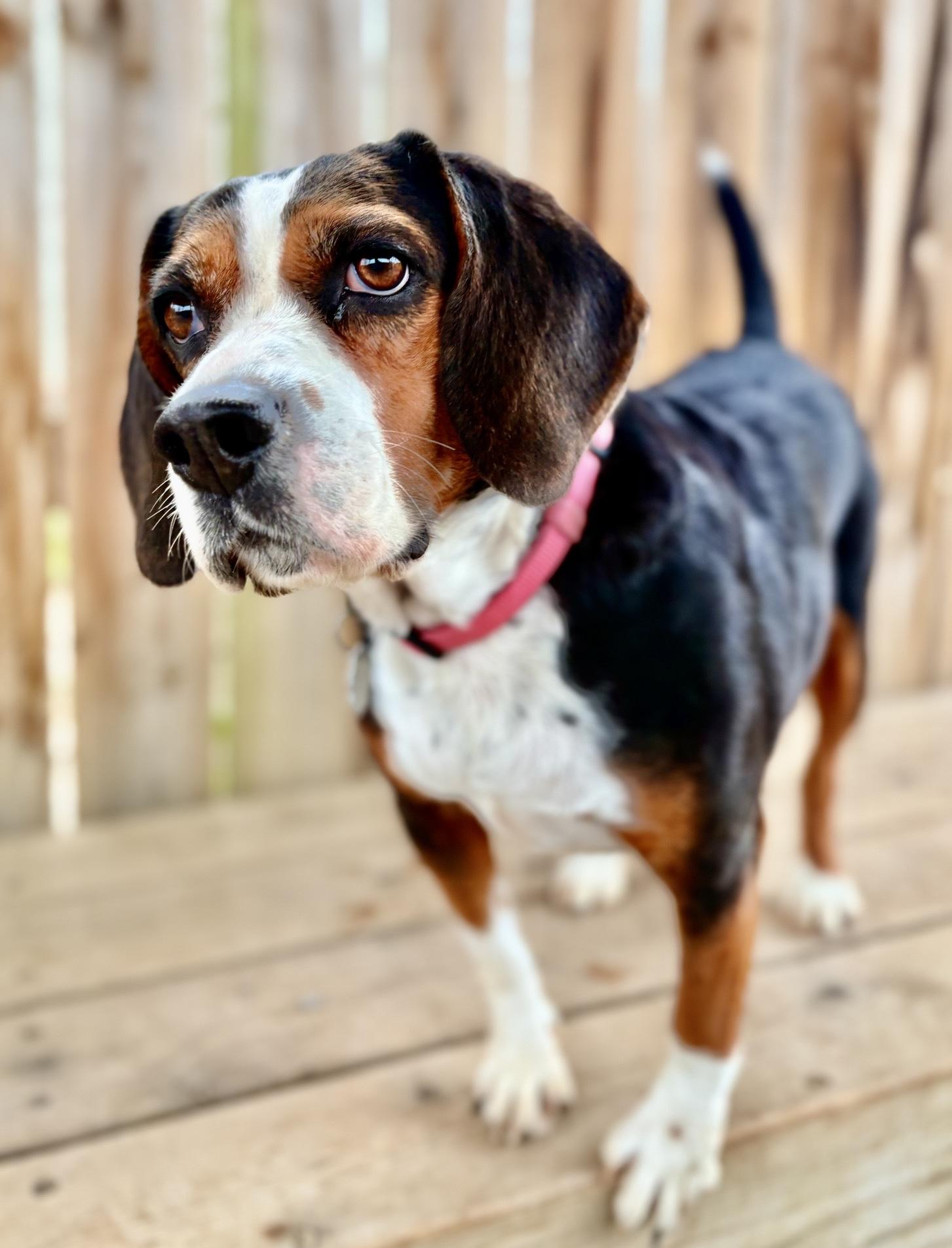 Enlarge Roxy, a Adoptable mixed breed in Oxford, MI image 1/6
