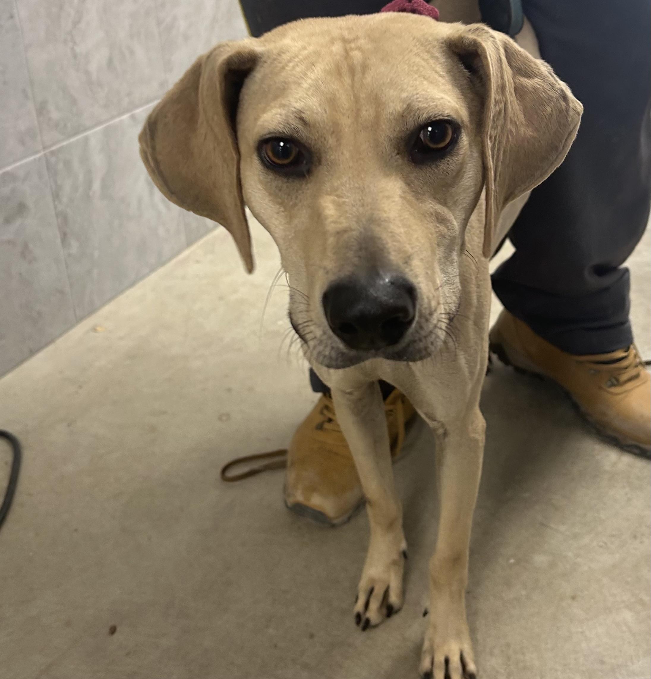 Enlarge Scooby, a Adoptable Coonhound in Blue Earth, MN image 1/1