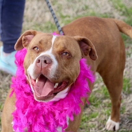 Audrey, a Adoptable Terrier in Manchester, CT image 1/3
