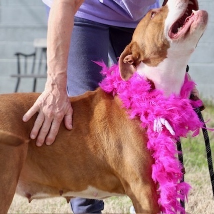 Audrey, a Adoptable Terrier in Manchester, CT image 2/3