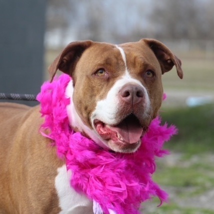Audrey, a Adoptable Terrier in Manchester, CT image 3/3