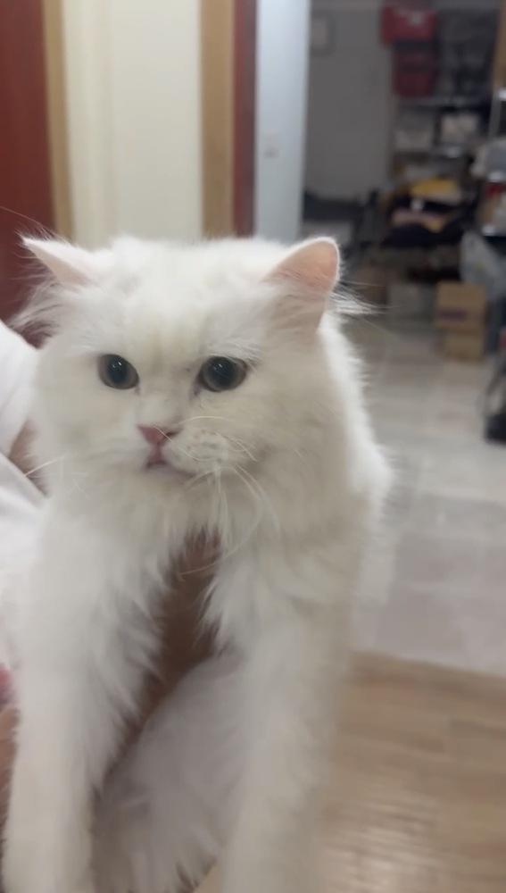 Enlarge Luke, a Adoptable Persian in Vienna , VA image 2/2