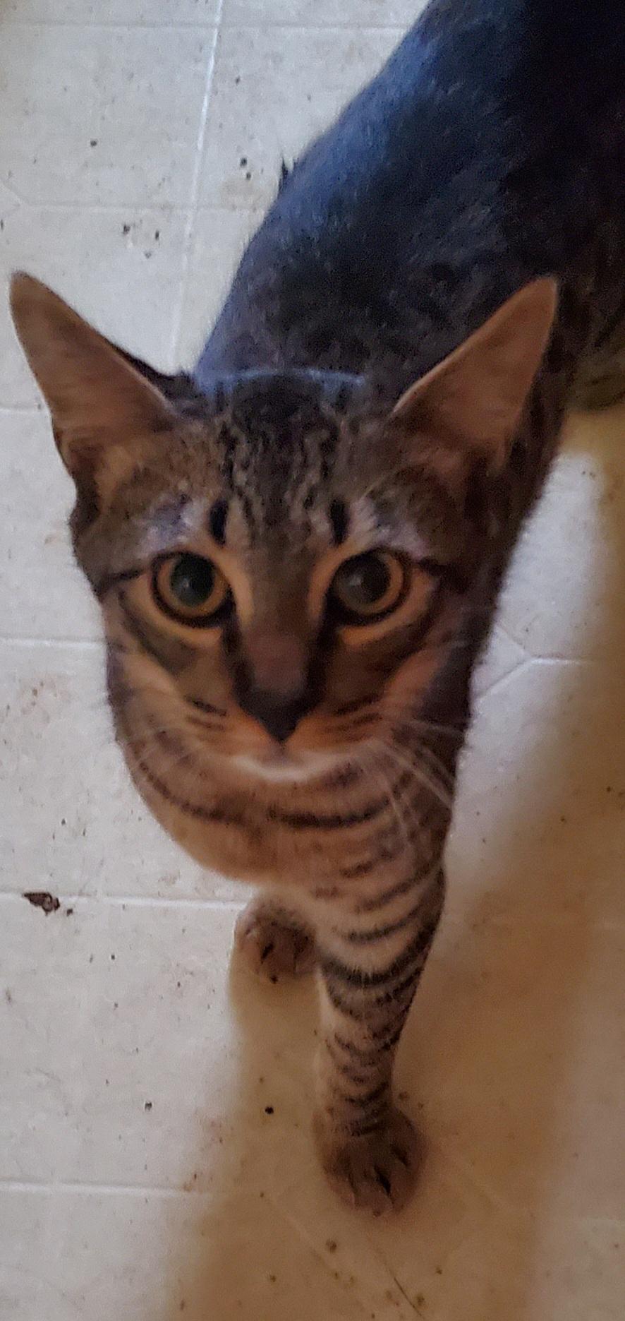 Remy, Adoptable, Young Male Tabby.