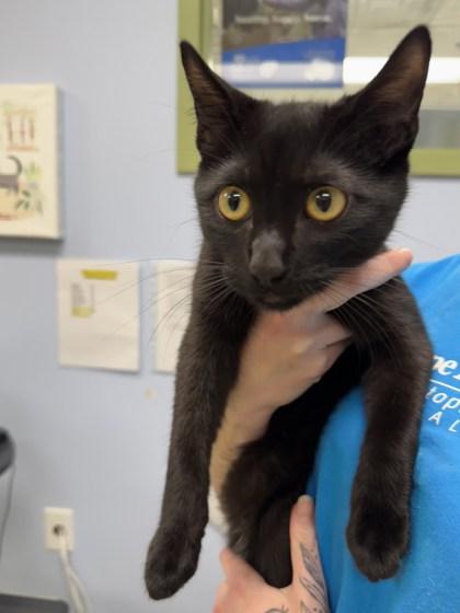 Milo, a Adoptable mixed breed in Gloucester, MA image 3/3