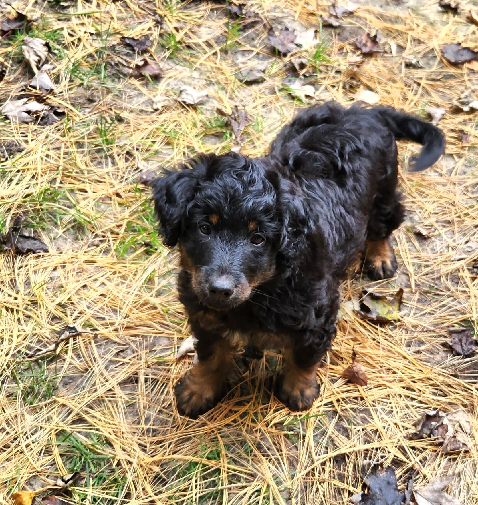 Jade, Adoptable, Puppy Female Aussiedoodle.