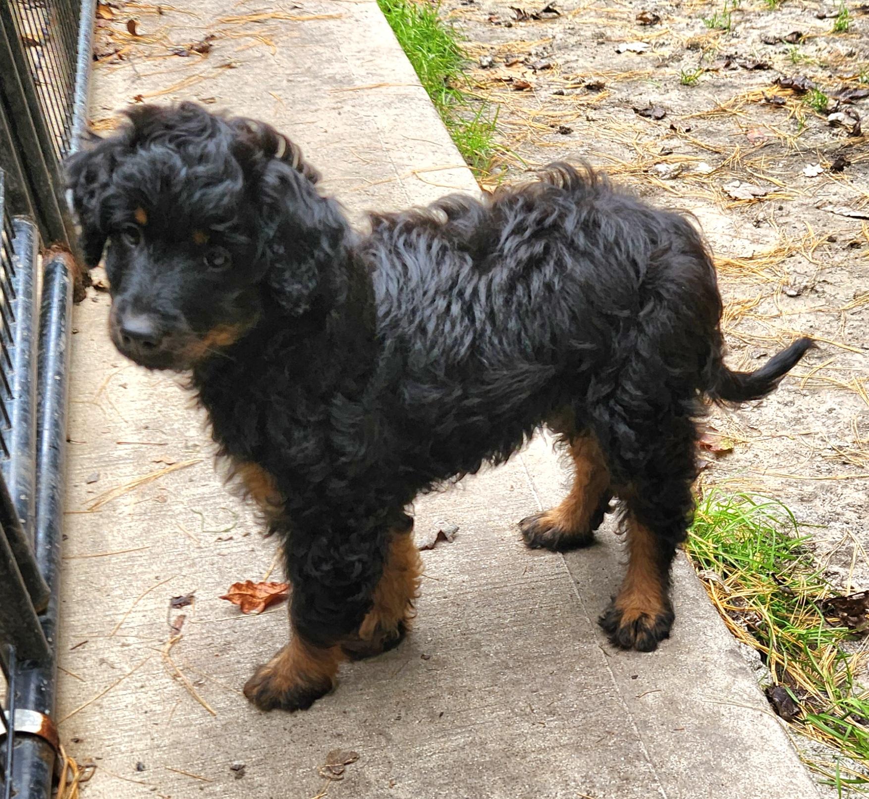 Enlarge Jade, a Adopted Aussiedoodle in Liberty Center, OH image 5/6