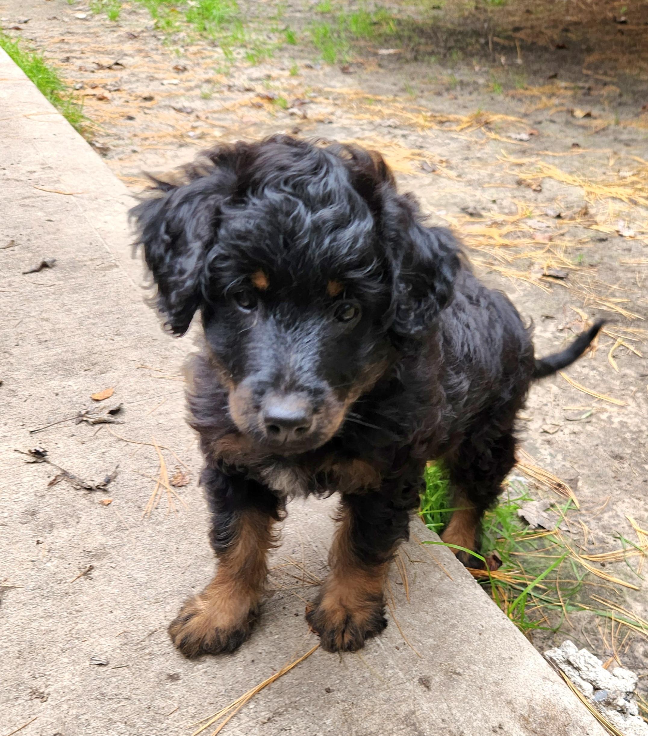 Enlarge Jade, a Adopted Aussiedoodle in Liberty Center, OH image 3/6