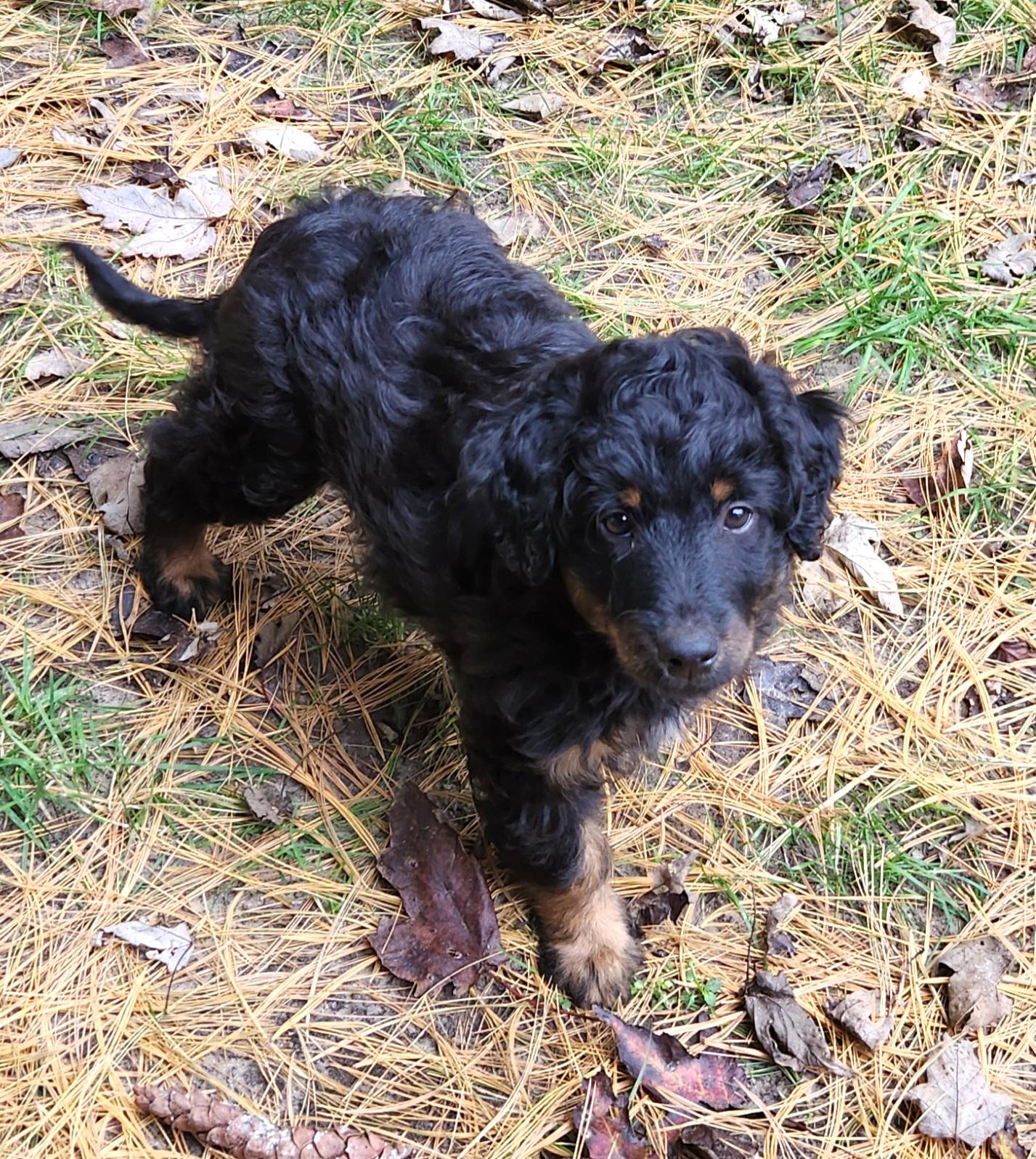 Enlarge Jade, a Adopted Aussiedoodle in Liberty Center, OH image 4/6