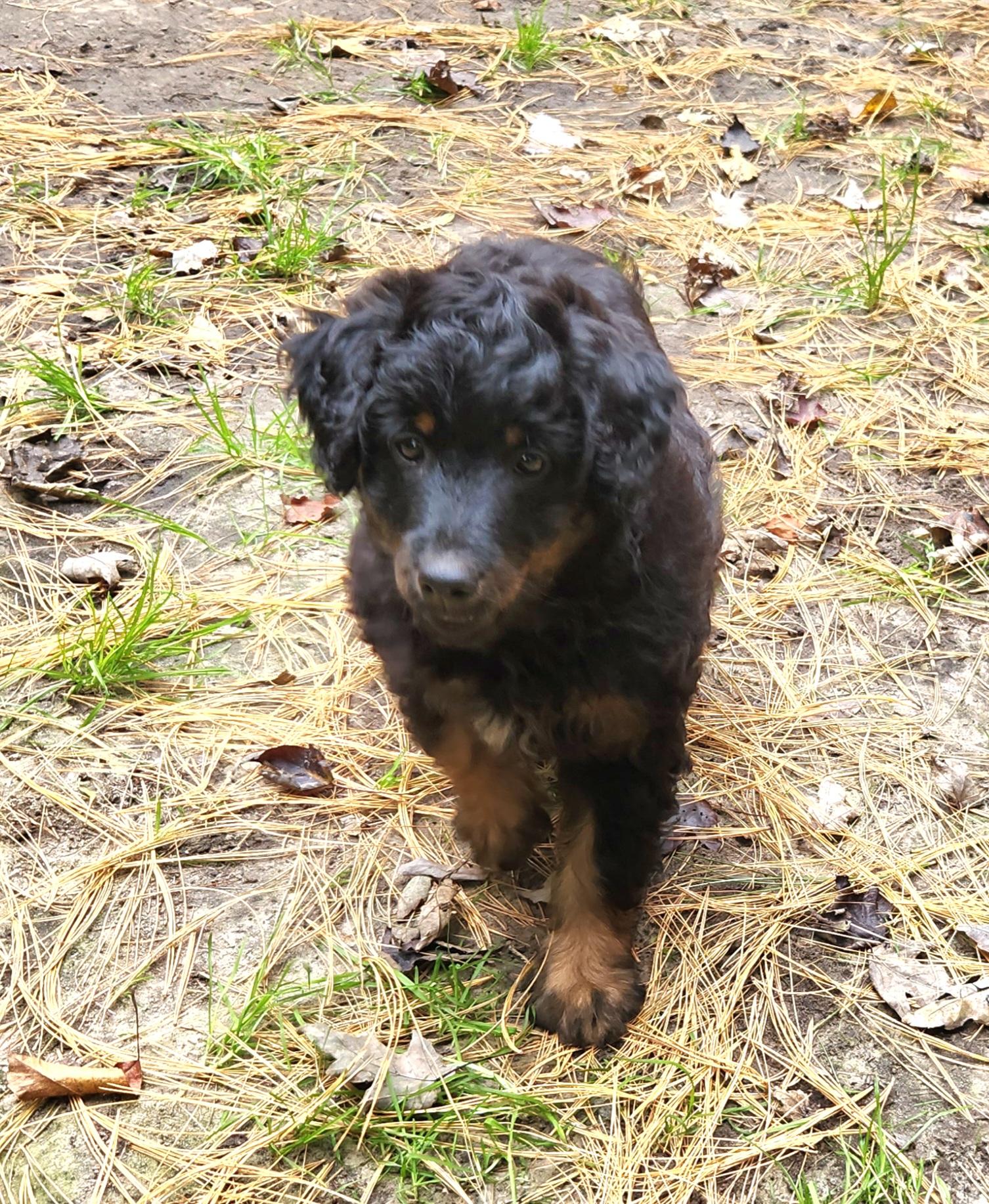 Enlarge Jade, a Adopted Aussiedoodle in Liberty Center, OH image 6/6