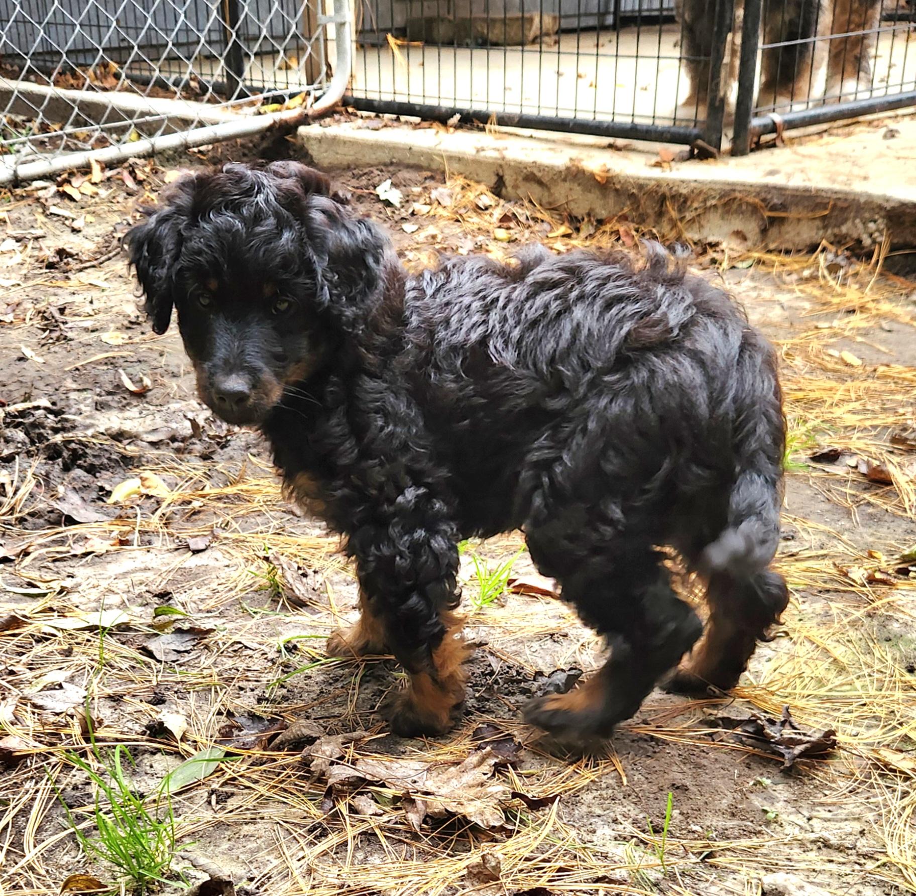 Enlarge Jade, a Adopted Aussiedoodle in Liberty Center, OH image 2/6