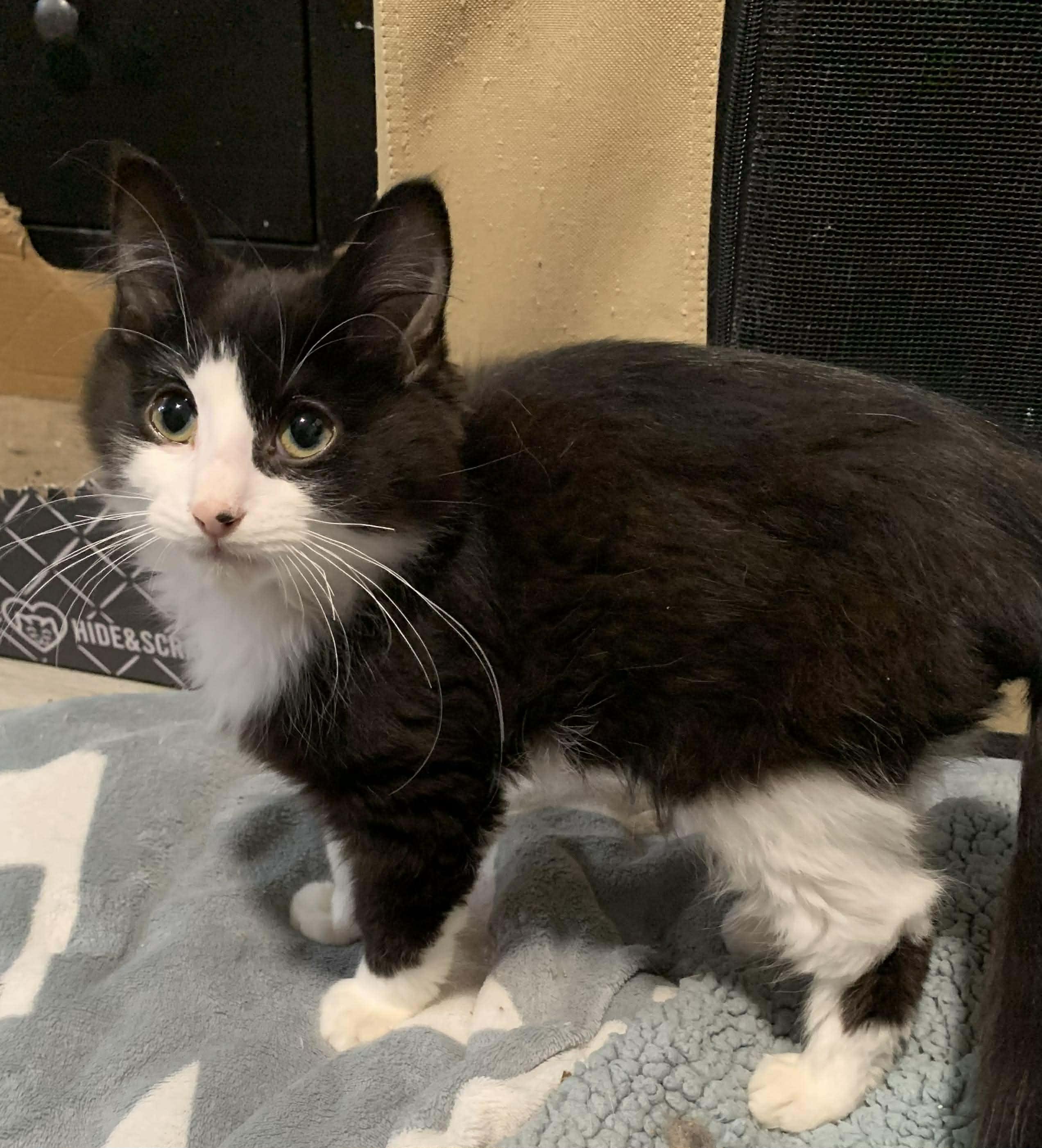Chocolate Sauce, Adoptable, Young Male Domestic Long Hair.