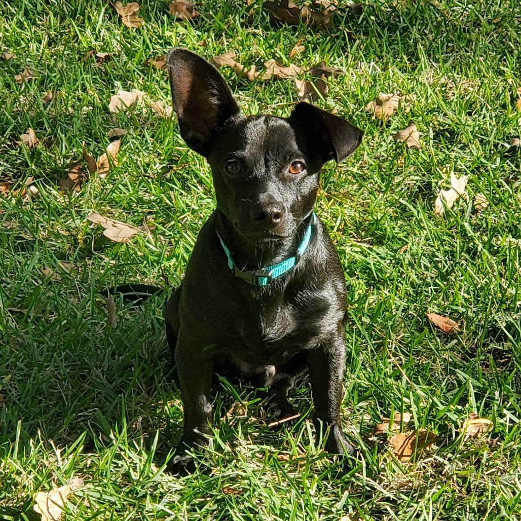Reese, Adoptable, Young Male Chihuahua.