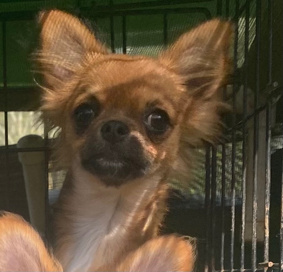 Salsa, Adopted, Puppy Male Chihuahua.