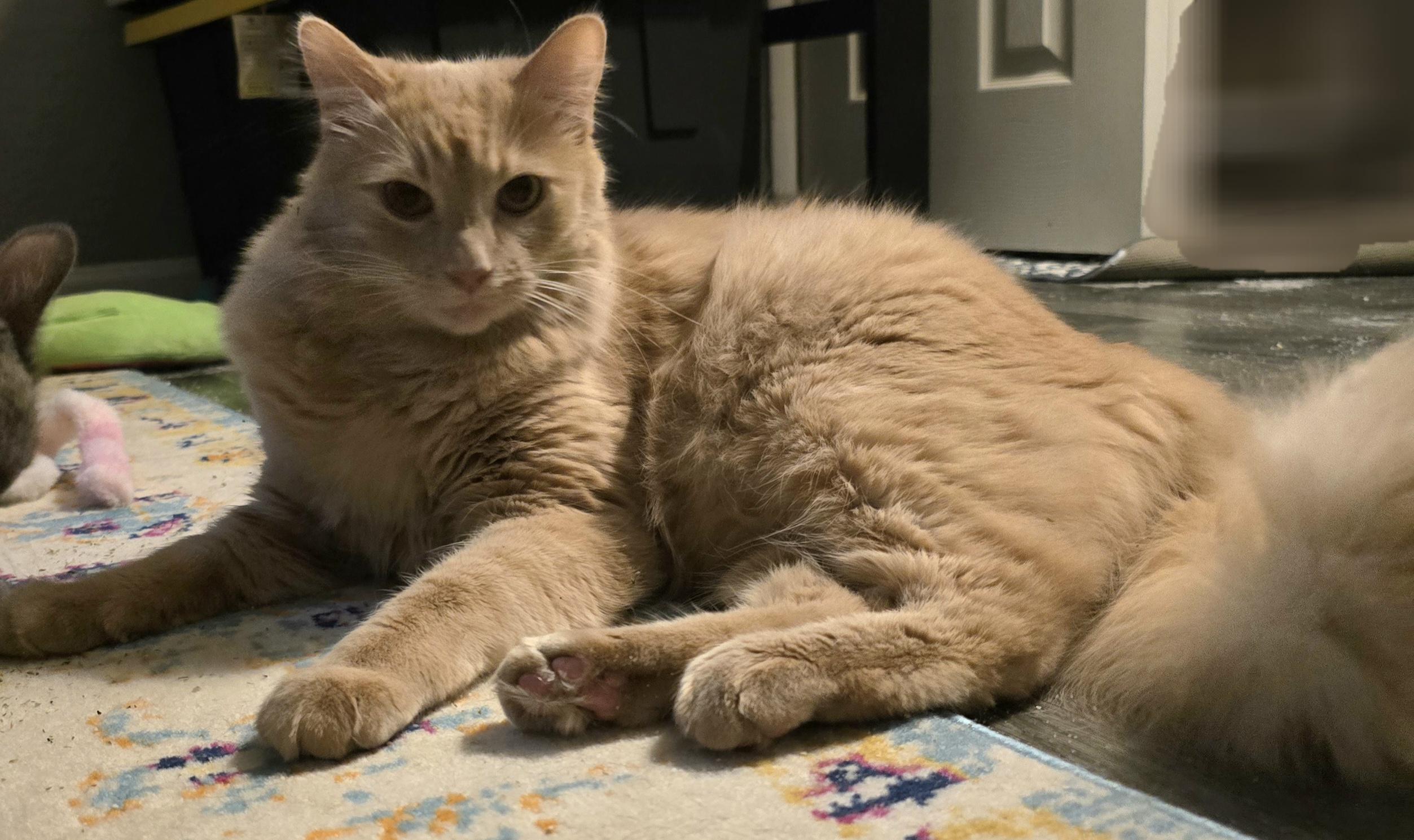 Enlarge Hunter (Bonded with Hannah), an adoptable Domestic Medium Hair in Queen Creek, AZ image 5/5