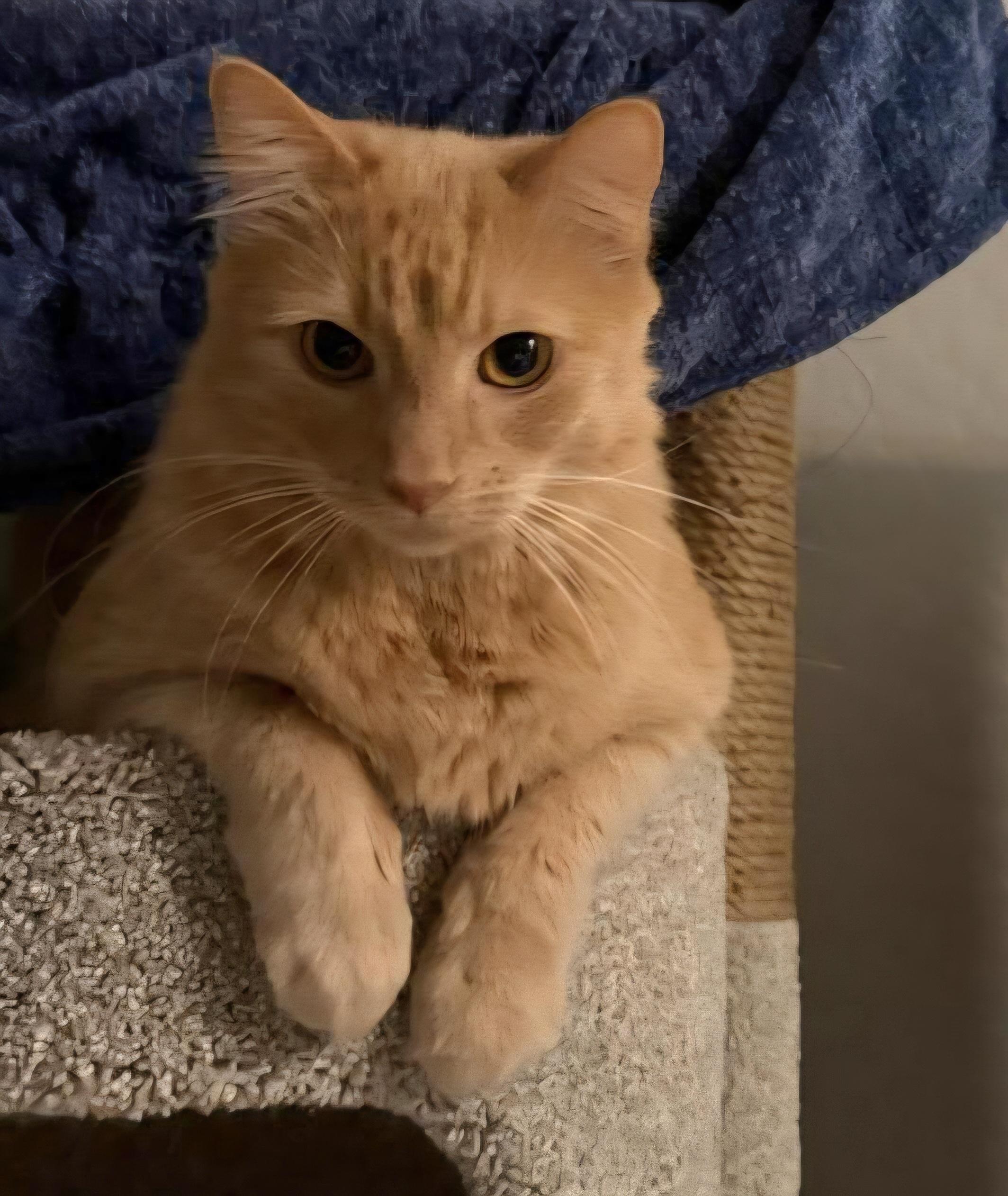 Enlarge Hunter (Bonded with Hannah), an adoptable Domestic Medium Hair in Queen Creek, AZ image 1/5