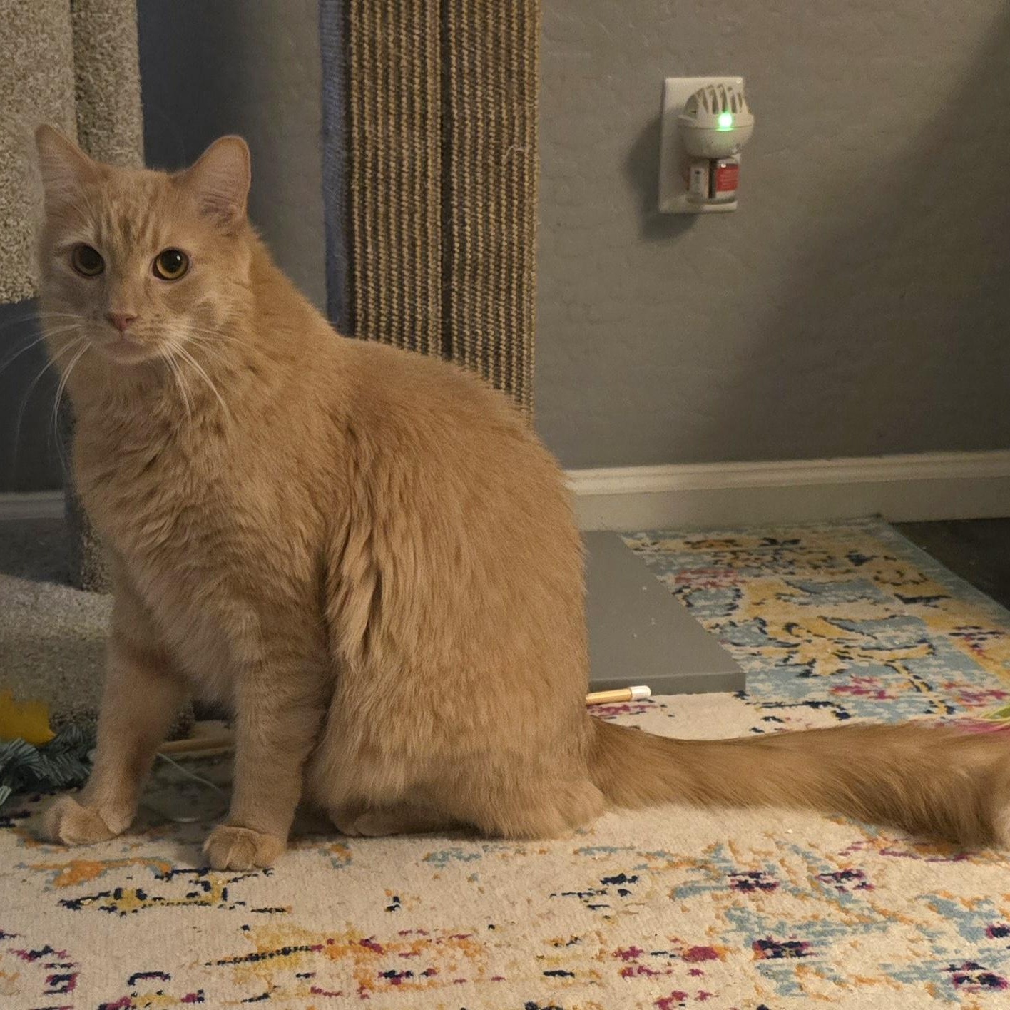 Enlarge Hunter (Bonded with Hannah), an adoptable Domestic Medium Hair in Queen Creek, AZ image 4/5