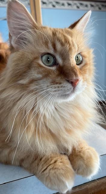 Forrest, Adoptable, Adult Male Domestic Medium Hair.