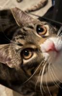 Enlarge Gino, a ADOPTABLE Domestic Short Hair in Milwaukee, WI image 1/1