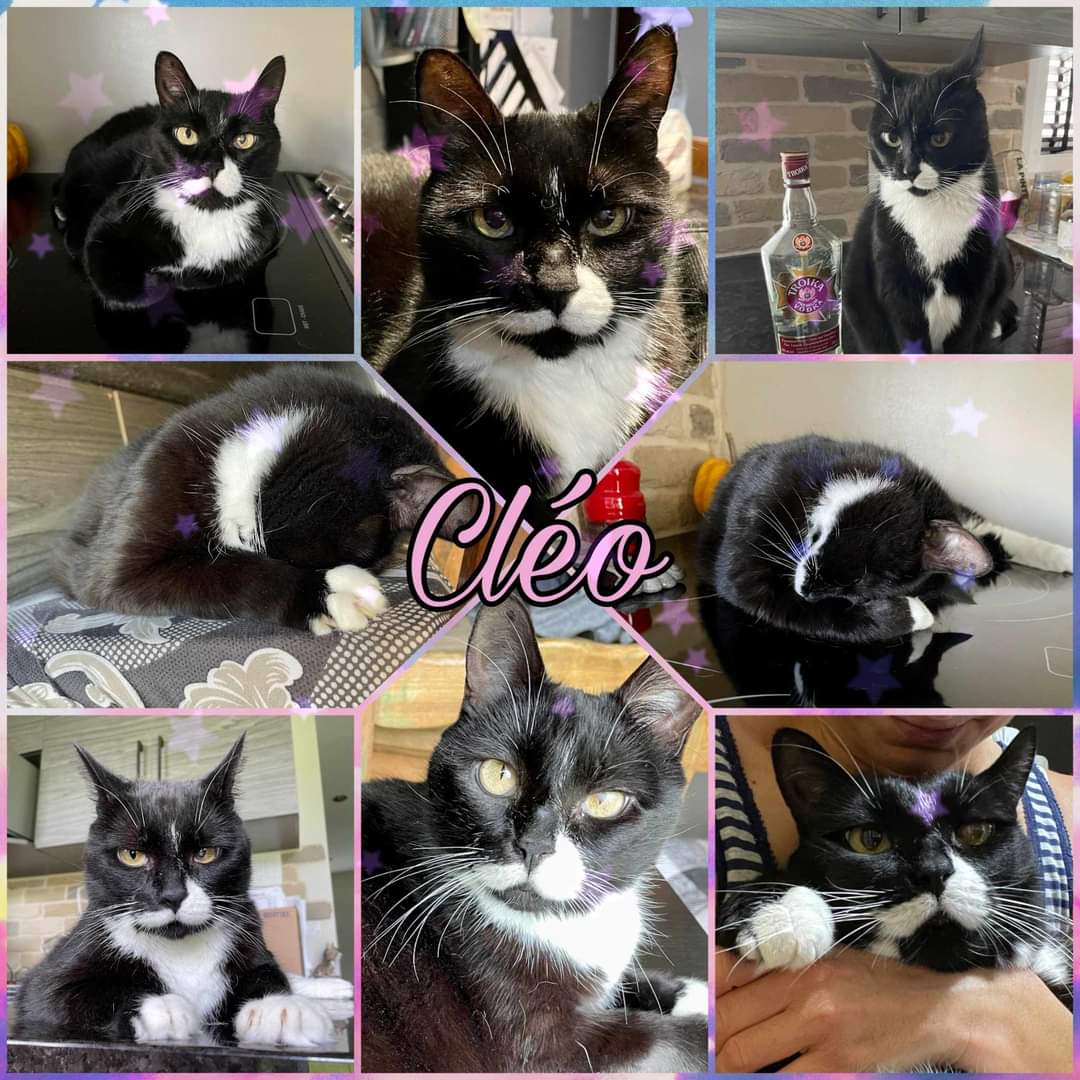 Cléo, Adoptable, Adult Female Domestic Short Hair.