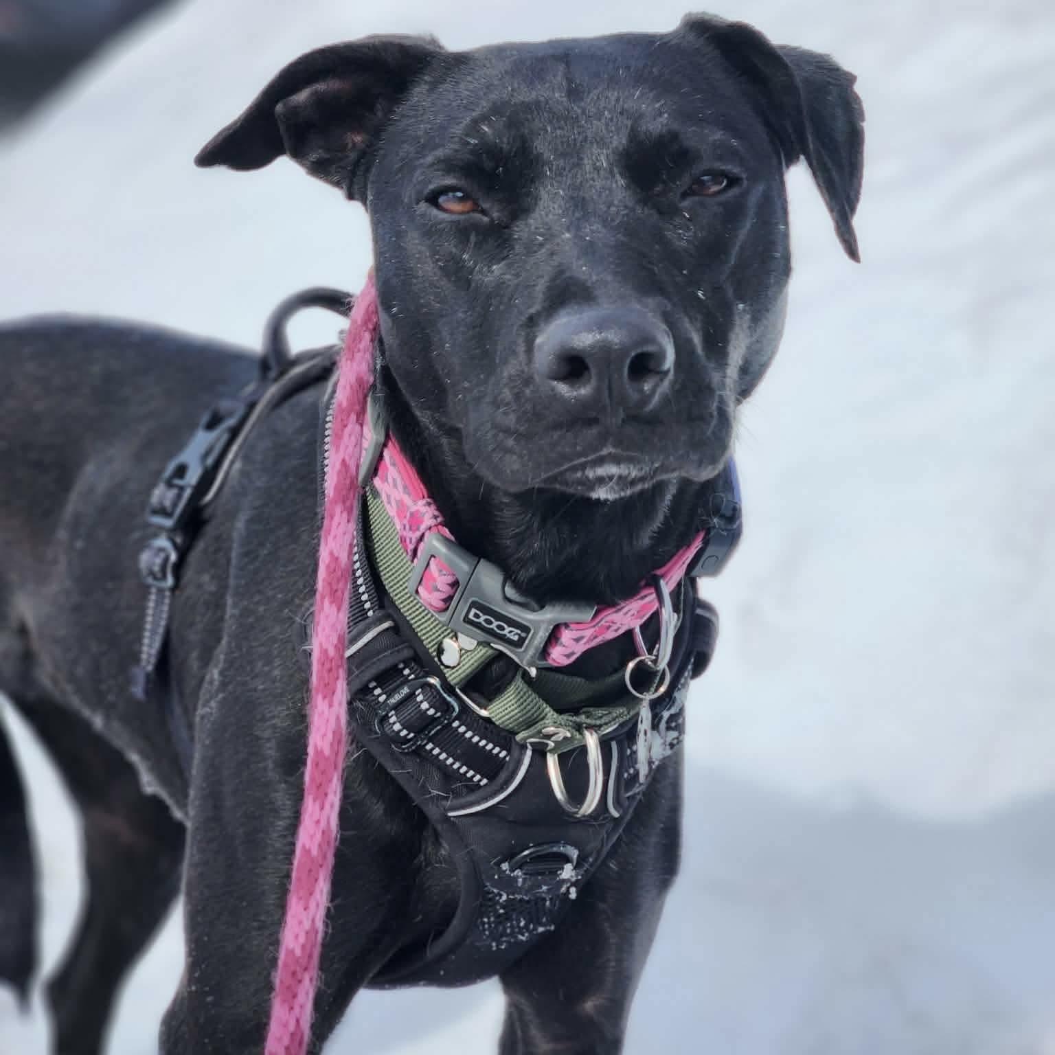 Polly, a ADOPTABLE mixed breed in Kingston, ON image 1/6