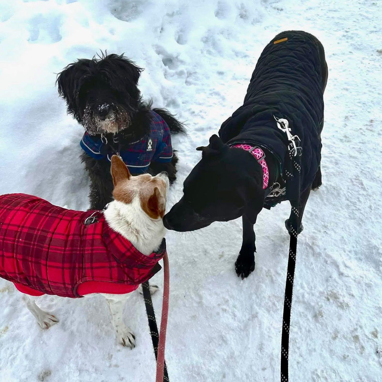 Polly, a ADOPTABLE mixed breed in Kingston, ON image 5/6