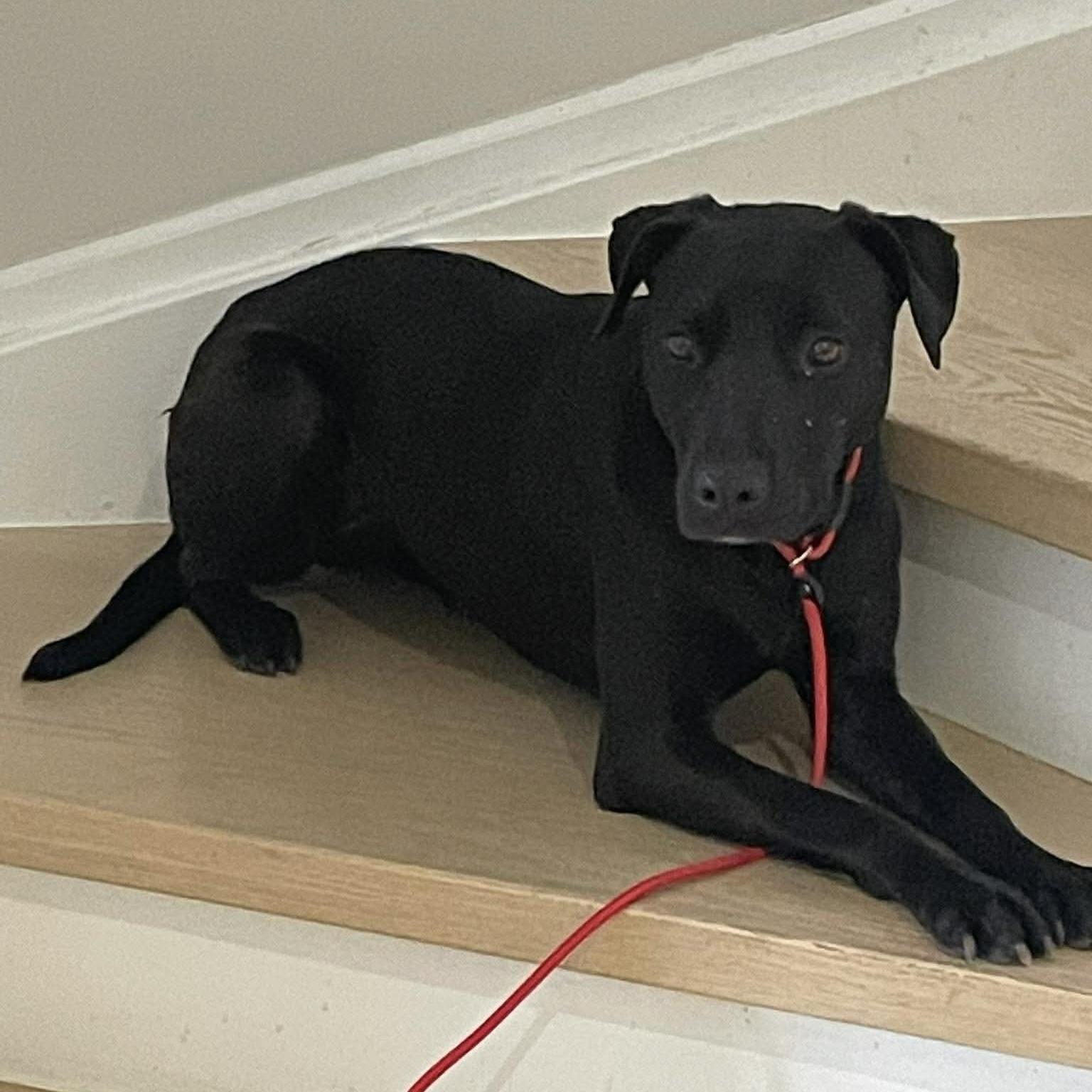 Polly, a ADOPTABLE mixed breed in Kingston, ON image 2/6