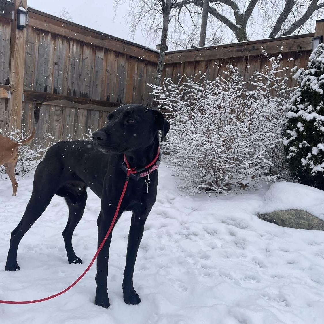Polly, a ADOPTABLE mixed breed in Kingston, ON image 4/6