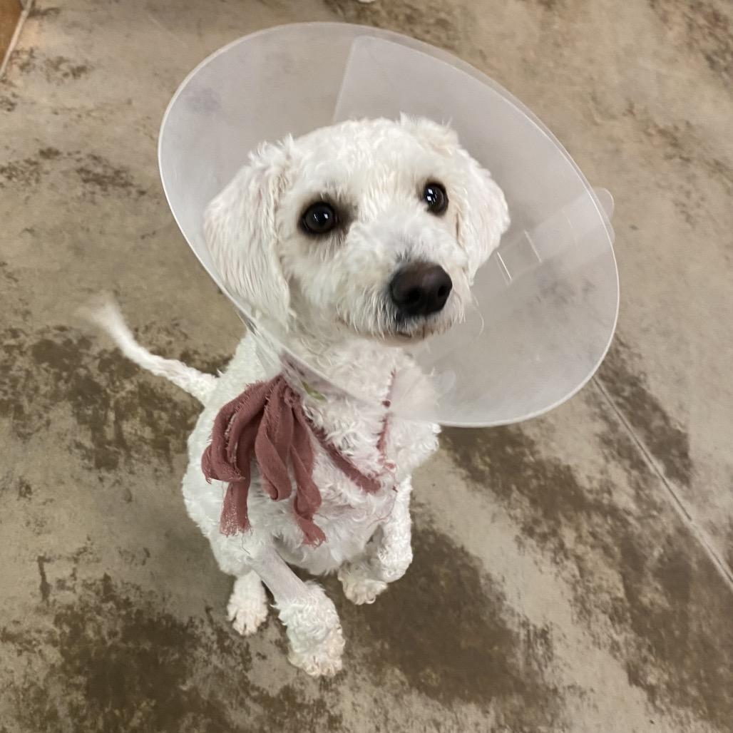 Clover, Adoptable, Adult Female Mixed Breed.