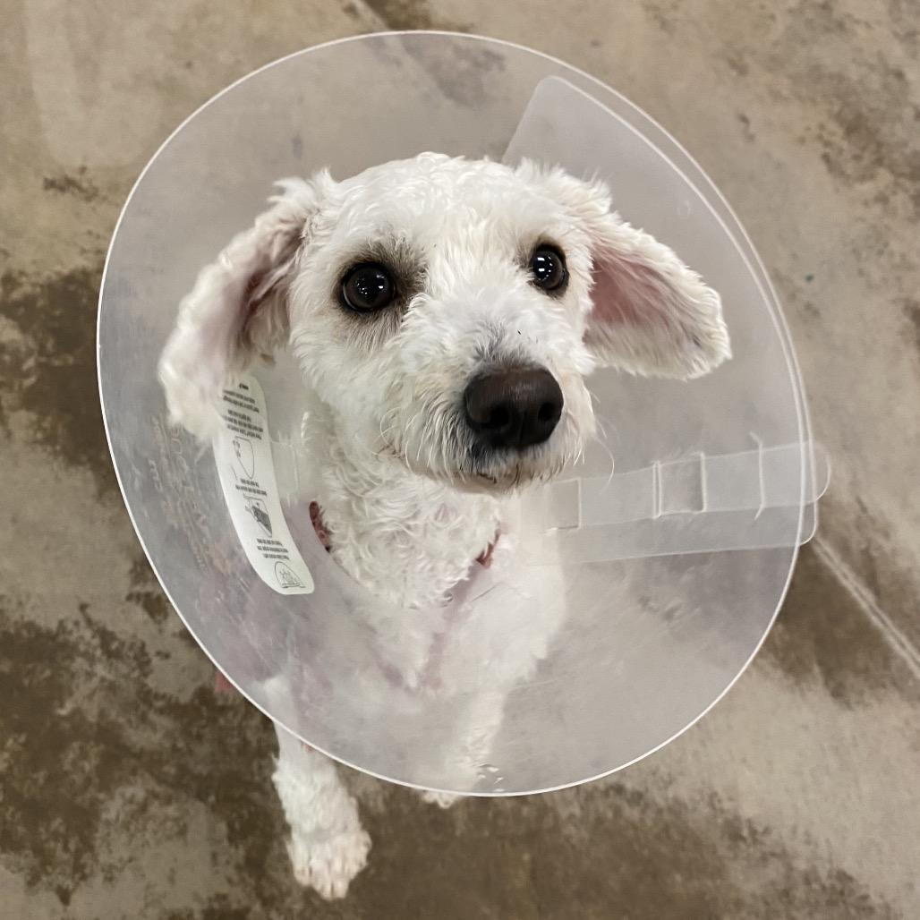 Enlarge Clover, a Adoptable Mixed Breed in Spokane, WA image 2/6