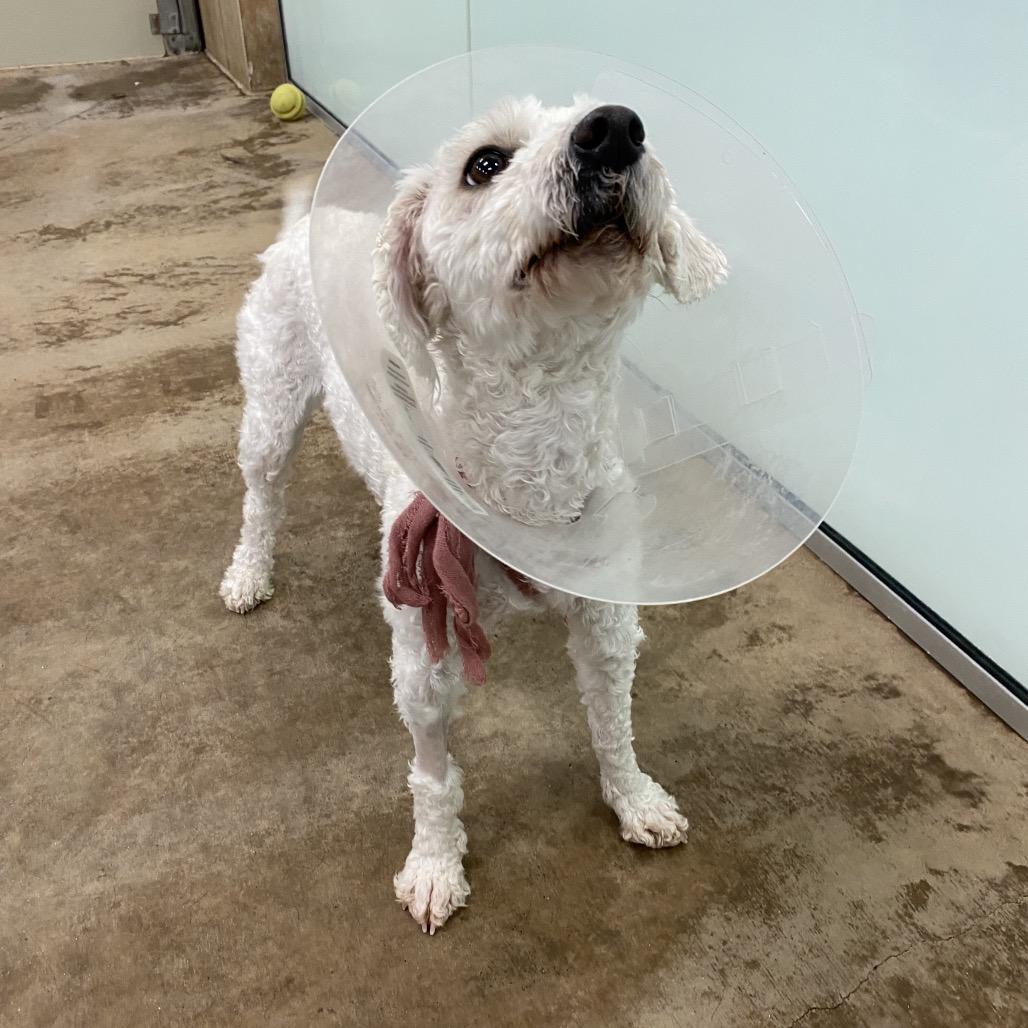 Enlarge Clover, a Adoptable Mixed Breed in Spokane, WA image 3/6