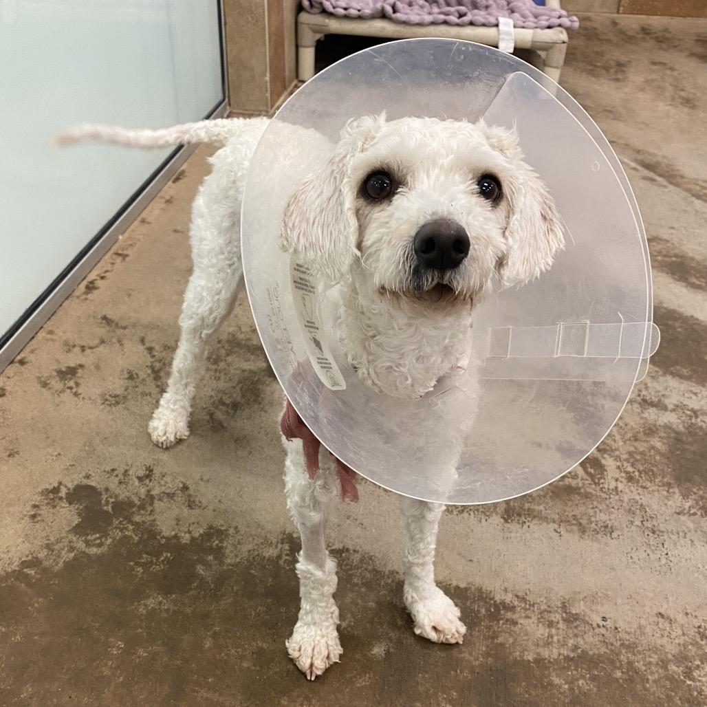 Enlarge Clover, a Adoptable Mixed Breed in Spokane, WA image 4/6