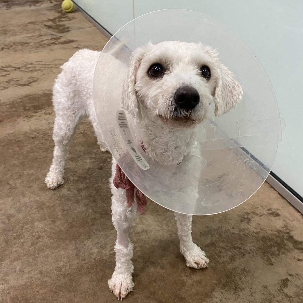 Enlarge Clover, a Adoptable Mixed Breed in Spokane, WA image 5/6