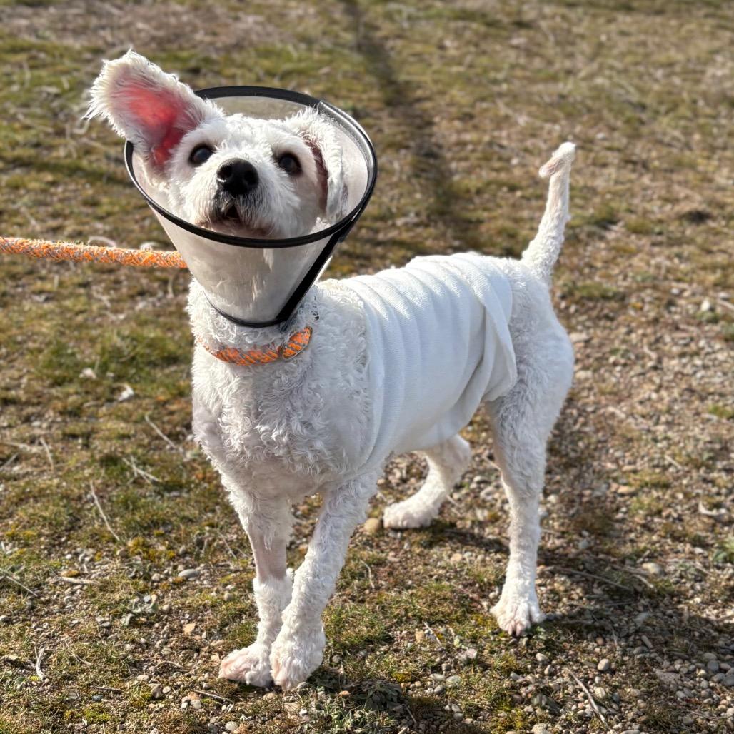 Enlarge Clover, a Adoptable Mixed Breed in Spokane, WA image 6/6
