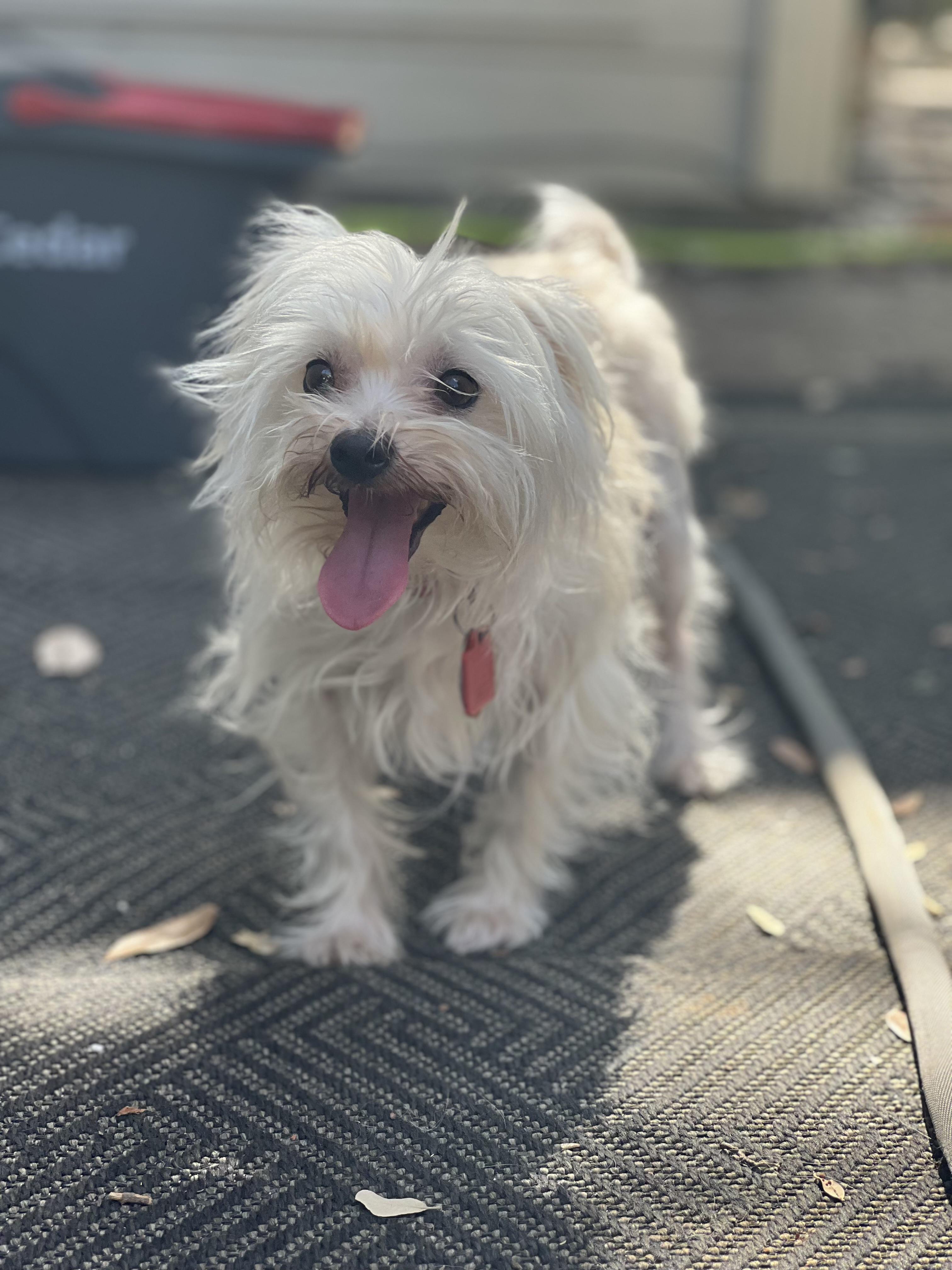 Harper, Adoptable, Adult Female Maltese.