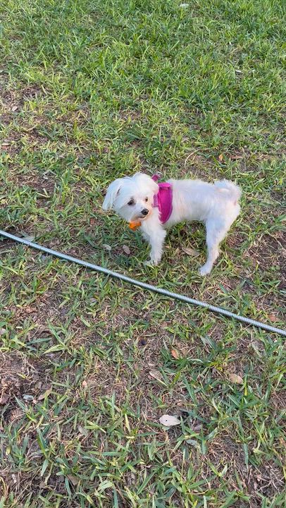 Enlarge Harper Lee, a Adoptable mixed breed in Austin, TX video 3/3
