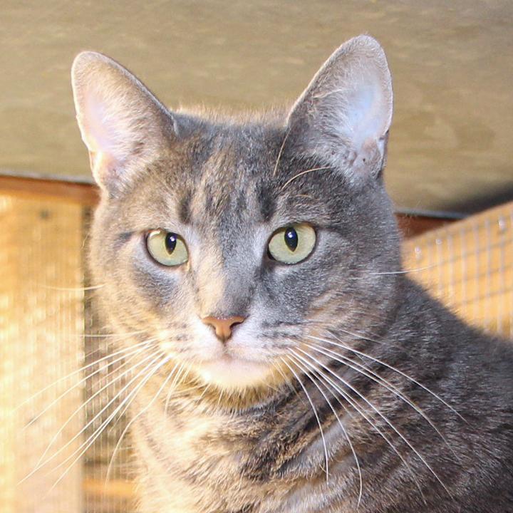 Ella, Adoptable, Young Female Tabby & Domestic Short Hair.